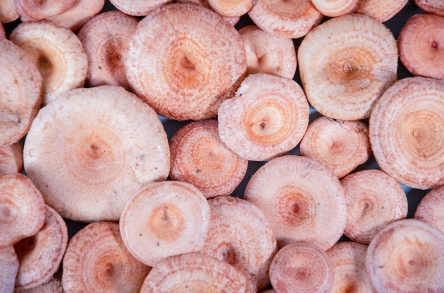 Salt Culinary Products